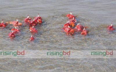 সৌন্দর্যের দ্বীপকন্যা কুকরি মুকরির সমুদ্র সৈকতে লাল কাঁকড়ার অবাধ বিচরণ (ছবি : শাহীন ভূইয়া) সৌন্দর্যের দ্বীপকন্যা কুকরি মুকরির সমুদ্র সৈকতে লাল কাঁকড়ার অবাধ বিচরণ (ছবি : শাহীন ভূইয়া)