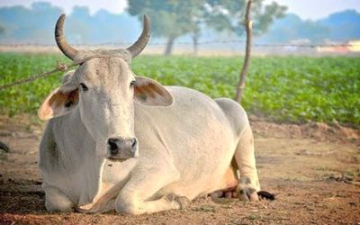 ভারতে বছরের সেরা ব্যক্তিত্ব গরু