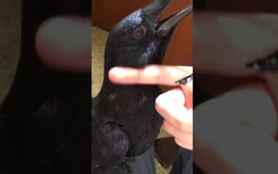 কাকের কান এমন! (ভিডিও)