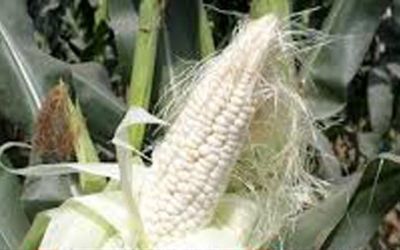খাদ্য নিরাপত্তায় যুক্ত হচ্ছে সাদা ভুট্টা