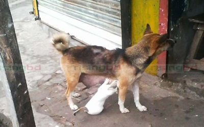 কুকুরের দুধ পান করছে বিড়ালছানা