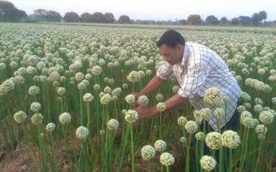 পেঁয়াজ বীজ খেত পরিচর্চায় ব্যস্ত কৃষক