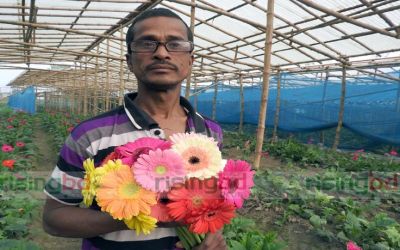 নিজের ফুলখেতে জারবেরা চাষি আবদুল আজিজ