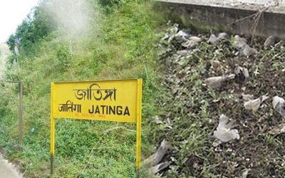 পাখিরা যেখানে আত্মহত্যা করে (ভিডিও)