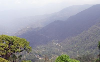 পাইন বনে পথ হারিয়ে পাইন বনে পথ হারিয়ে