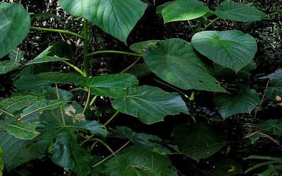 ড্রেনড্রকনাইট মরডেইস গাছ। এটি সুইসাইড ট্রি নামে পরিচিত