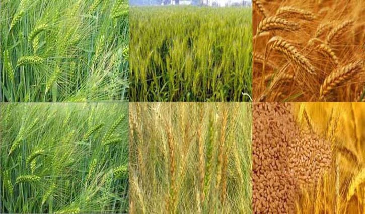 বাংলাদেশের কৃষি