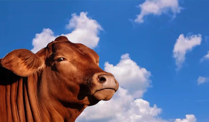 ত্যাগের মহিমায় ঈদ