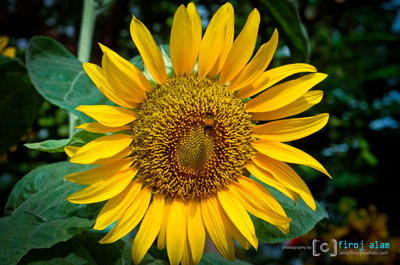 আমার ছবি, ছবির আমি…