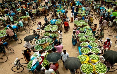 Fazli mango market gains momentum in Rajshahi