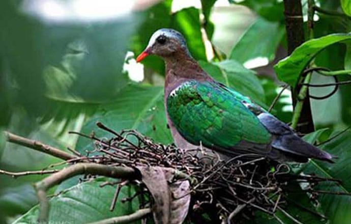 হারিয়ে যাচ্ছে ঘুঘুর ডাক!