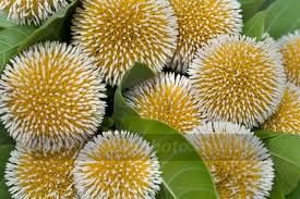 Rainy season starts with first day of Ashar today