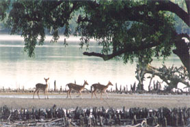 Visit Sundarbans in Khulna to see wildlife