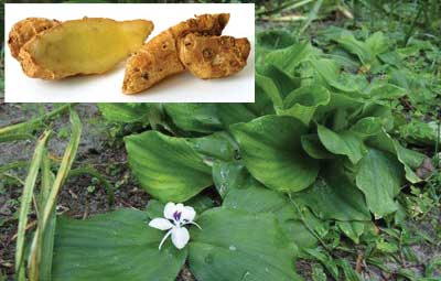 সফল একাঙ্গী চাষী মৌলভীবাজারের মাহিন