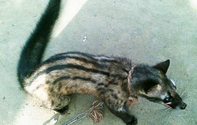 রাজশাহীতে অবমুক্ত হলো বাগডাসা