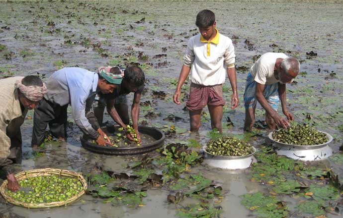 ‘পানিফল’ নদীভাঙা মানুষের ‘ভাগ্যের কল’