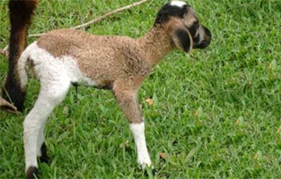 বাকৃবিতে ভ্রুণ স্থানান্তরের মাধ্যমে ভেড়া’র বাচ্চা