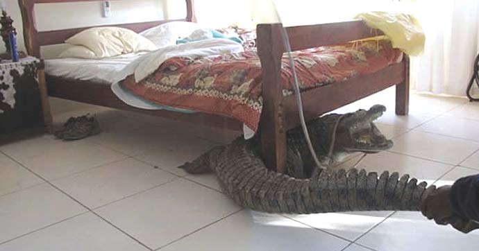 কুমিরের সাথে রাত্রি যাপন