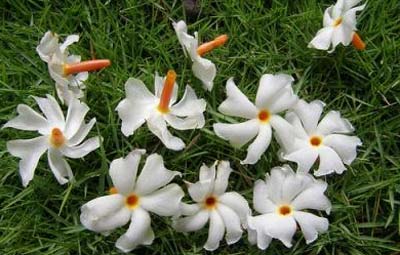 Sohillarda butunlay yalangoch qizlar