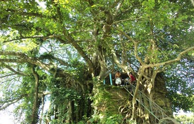 নান্দাইলের প্রাচীন ঐতিহ্য ‘জাঙ্গালিয়া কালিবাড়ি’