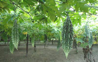 রাসায়নিক সার-কীটনাশকের পরিবর্তে ট্রাইকোডার্মা