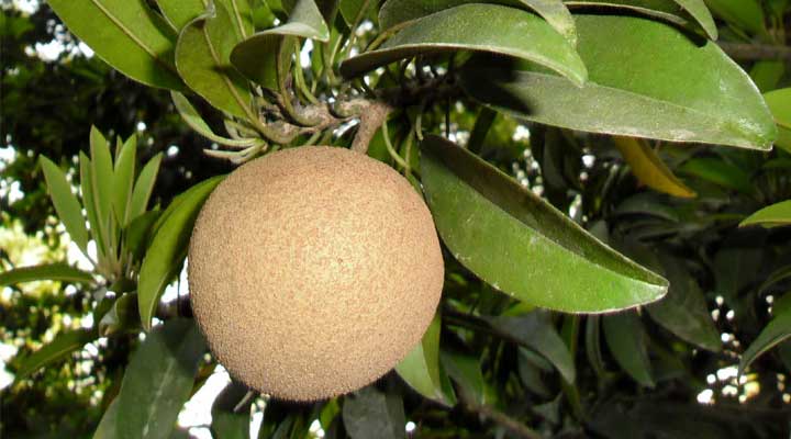 সুস্বাদু পুষ্টিকর ফল সফেদা