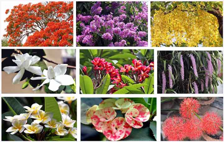 গ্রীষ্মে ফুটেছে নয়নাভিরাম ফুল