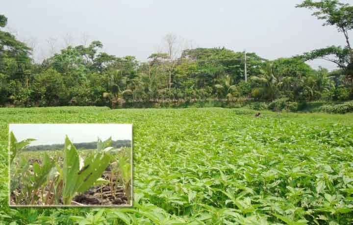 পাটের খেতে ছানা পোকার আক্রমণ
