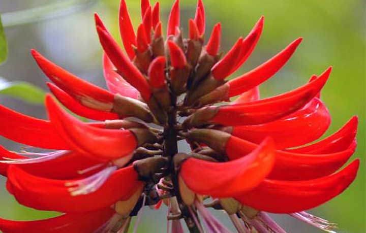 মান্দার ফুল