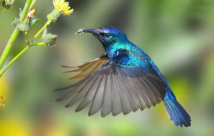 ছোট্ট পাখি হামিং বার্ড