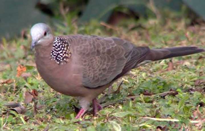 হারিয়ে যেতে বসেছে ঘুঘু