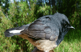 Rare black throated blue robins spotted in China