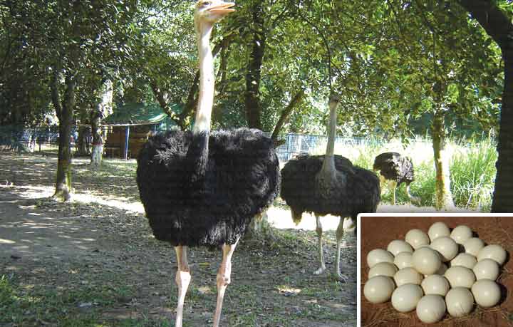 একুশটি ডিম দিয়েছে উট পাখিটি