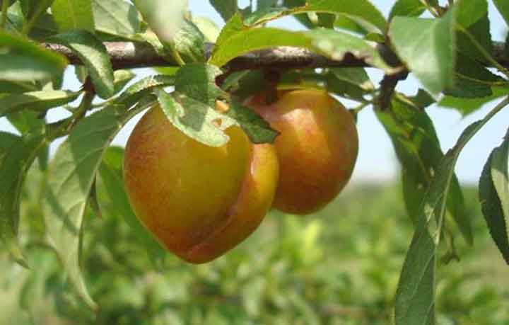 দেশে আলুবোখারার চাষ