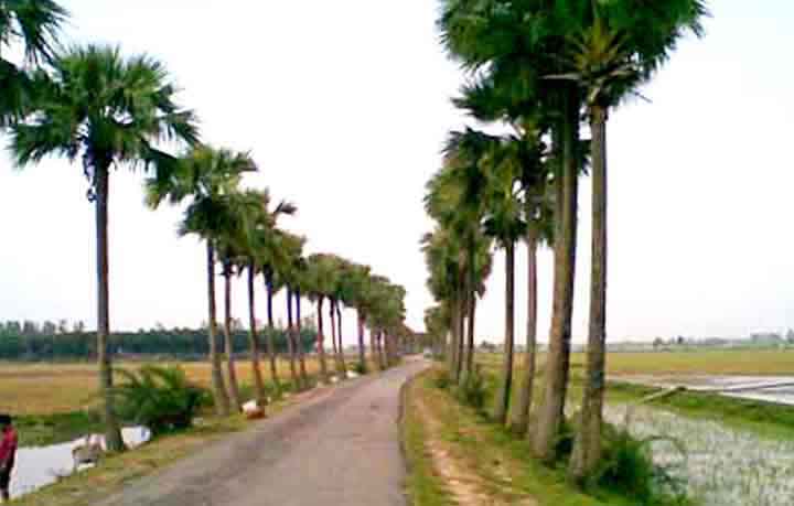 তাল ও এর গাছের গল্প