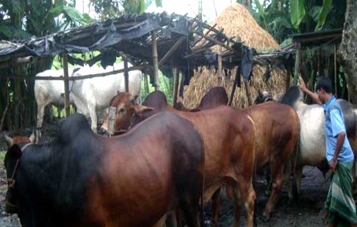 মোটাতাজাকরণ ব্যাধিতে গরু খামারিরা