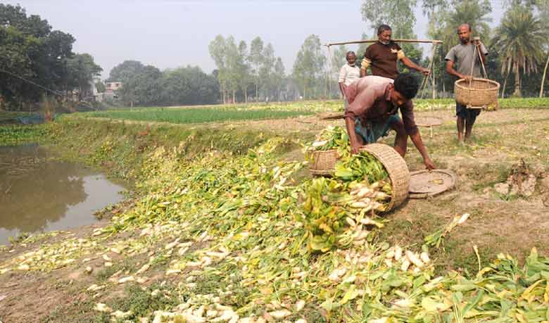 ৯০ মণ মুলার দাম ৯০০ টাকা