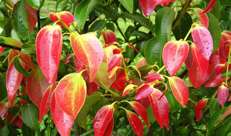 ডায়েটিংয়ে দারুচিনি দারুণ