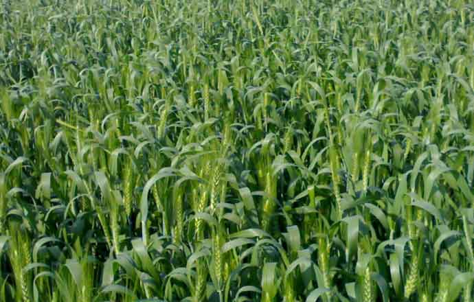 গম চাষে আশাবাদী মেহেরপুরের চাষিরা