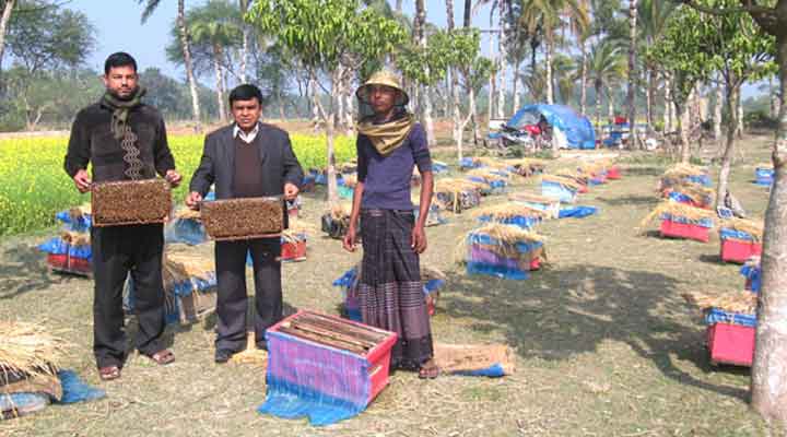 সাতক্ষীরায় কোটি টাকার মধু আহরণ