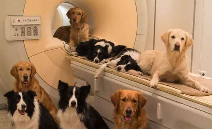 মানুষের কথা বুঝতে সক্ষম কুকুর