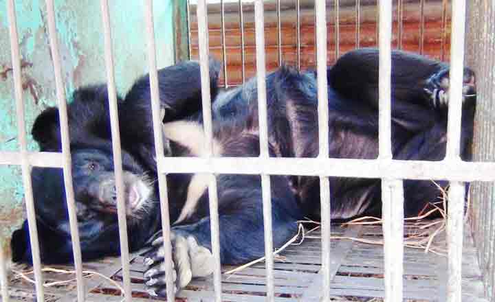 বিরল প্রজাতির ভালুক ও বাগডাসা উদ্ধার