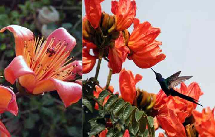 ও পলাশ ও শিমুল