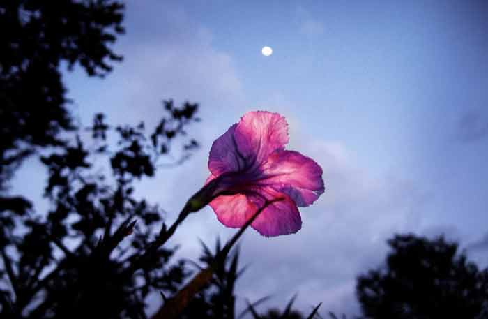 জোসনা বিষয়ক কবিতা