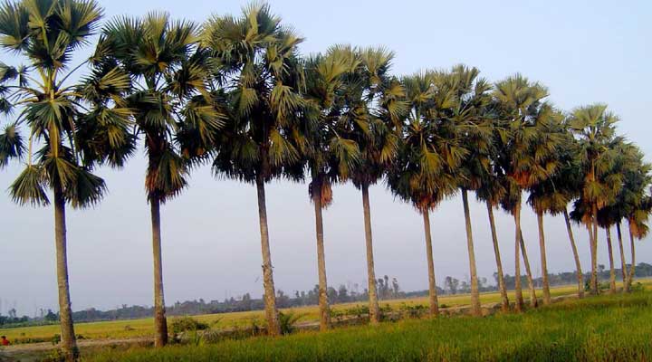 ঐ দেখা যায় তালগাছ!