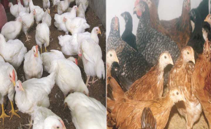 দেশে প্রথমবার উন্নত ব্রয়লারের জাত উদ্ভাবন