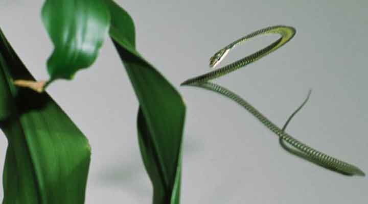 সাপের আকাশে ওড়ার রহস্য উদ্‌ঘাটন