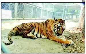 World’s oldest Royal Bengal tiger dies at 26