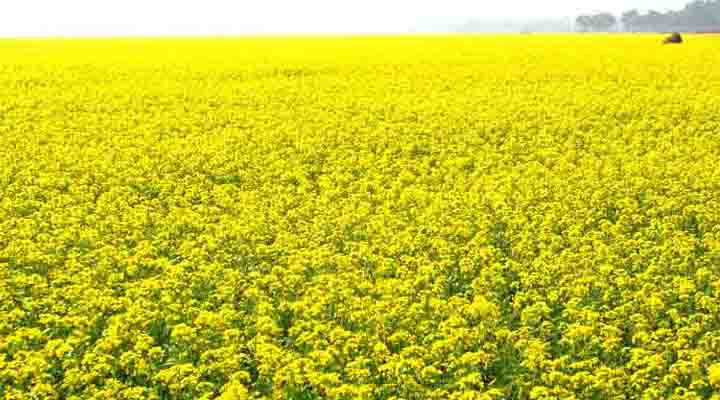 চোখ ভরা সরিষা ফুল