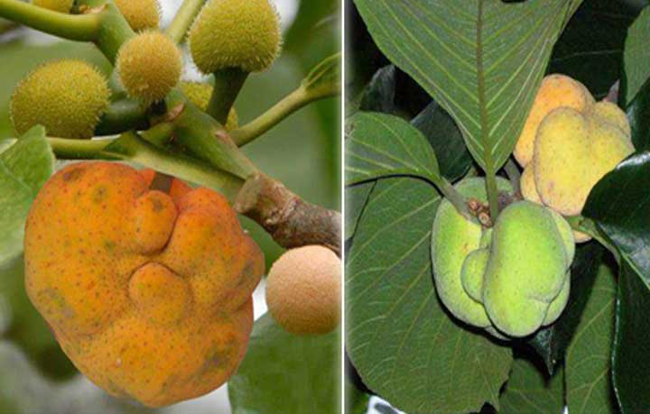 ডেউয়া, বর্ষার ফল